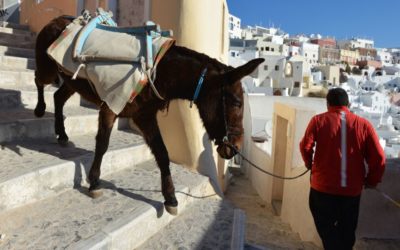 طالبان چهار راس خر را به جوخه اعدام سپردند