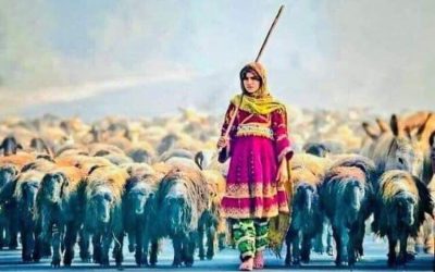 کوچی‌ها صاحب شناسنامه‌ی برقی می‌شوند