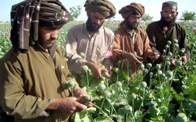 تخریب چهارهزار هکتار زمین کوکنار، در مرکز و ولایات کشور